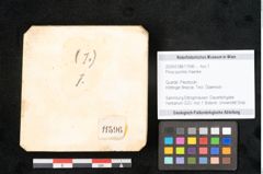 Foto (Objekt + Etikett) von Pinus pumilio Haenke (NHMW-GEO-2024-0188-11596)